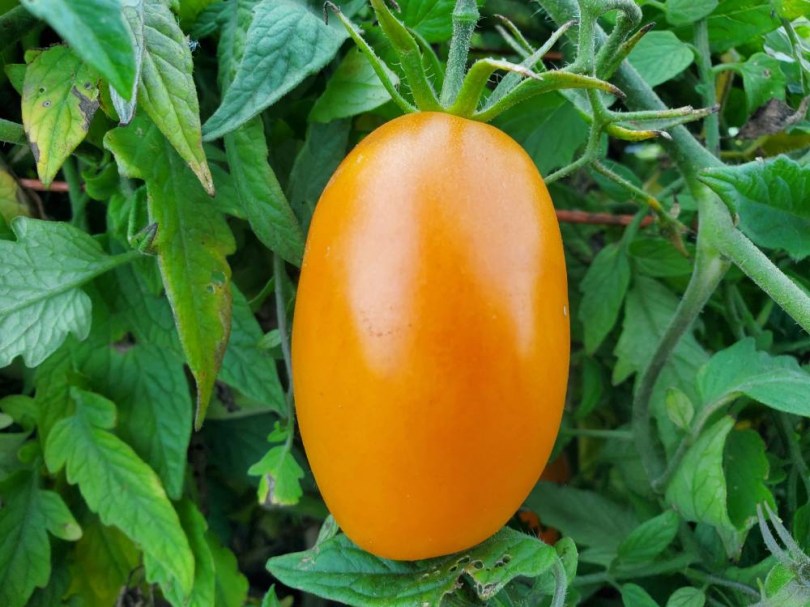 Orange Caprese paradicsom - Paradicsom különlegességek az Egzotikus Növények Stúdiója kínálatából